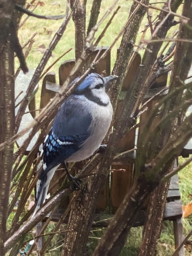Native Shrubs Provide Perching And Foraging Opportunities