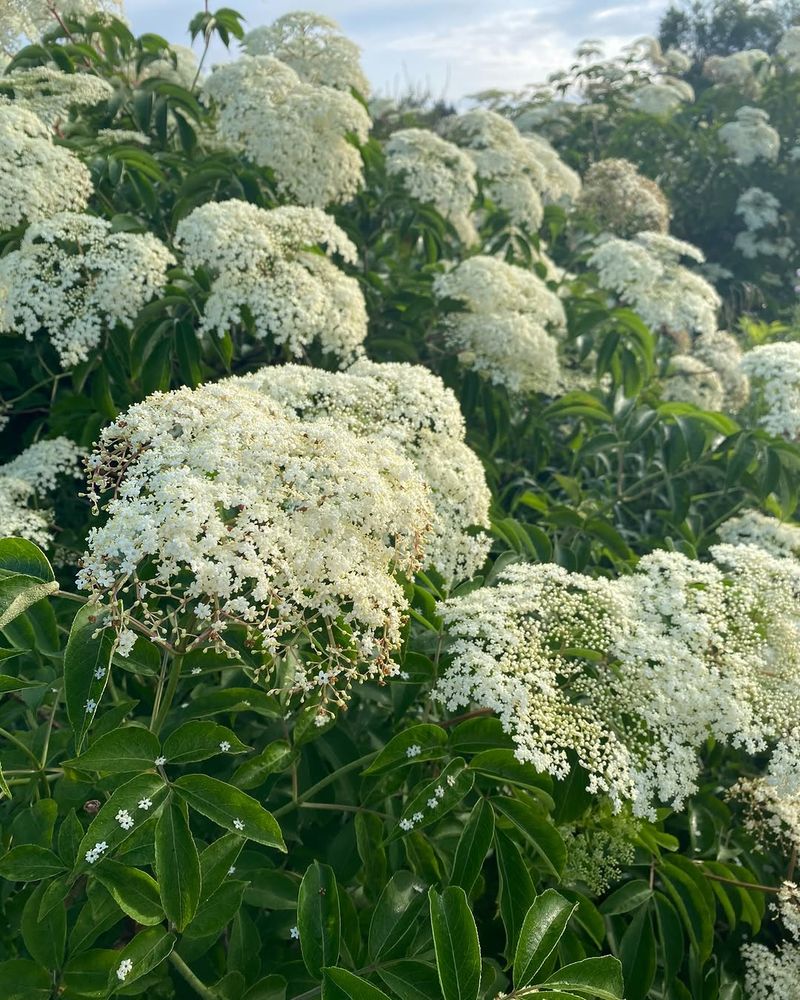Native Shrubs Native Shrubs