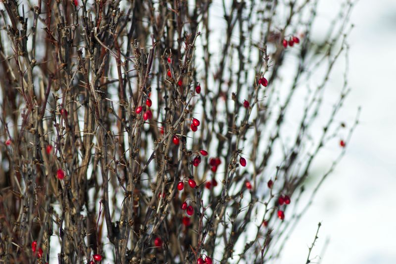 Native Species Struggle To Survive Near Barberry