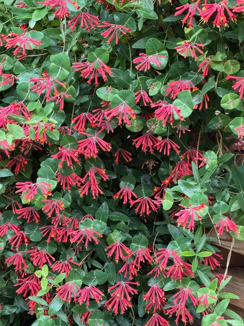 Native Status Beats Invasive Honeysuckles