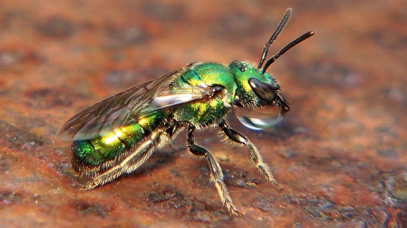 Native Sweat Bees Help Make It Stand Out