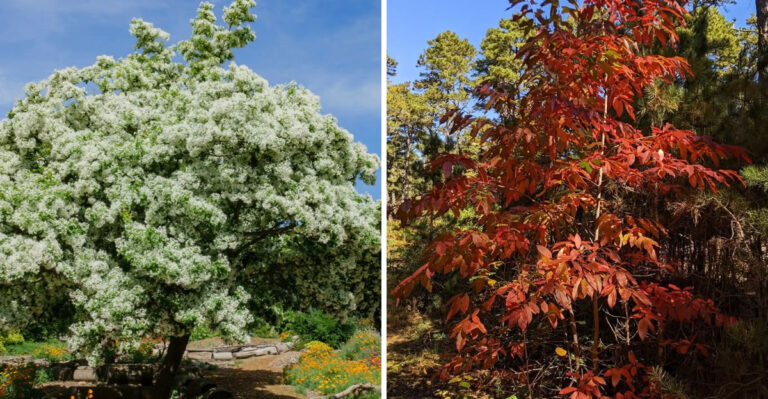 Native Tennessee Trees That Shade Your Yard Without Cracking Sidewalks