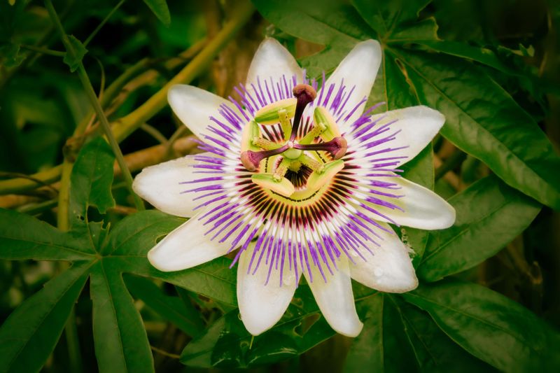 Native To Indiana And Thrives With Minimal Attention Native To Indiana And Thrives With Minimal Attention