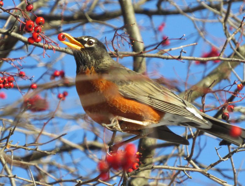 Native Trees Stock The Caterpillar Supply Robins Need Native Trees Stock The Caterpillar Supply Robins Need