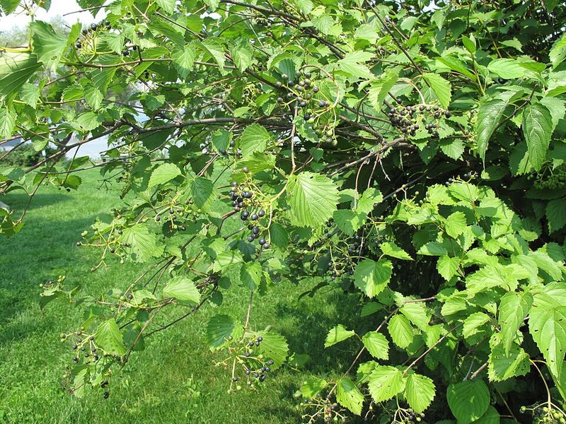 Native Viburnum Works Harder Than It Looks Native Viburnum Works Harder Than It Looks