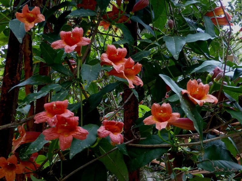 Native Vines Need The Right Support Native Vines Need The Right Support