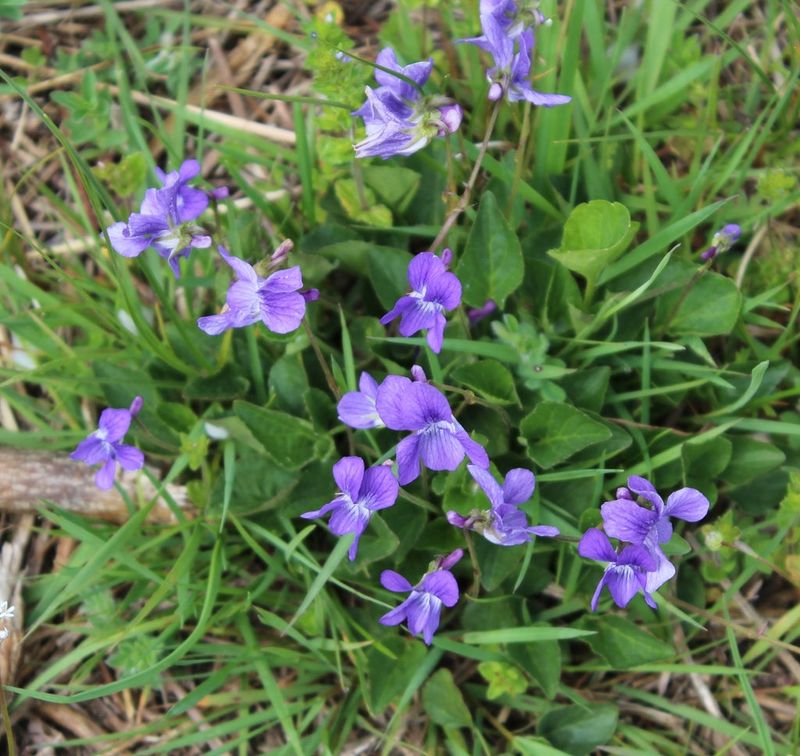 Native Violets Soften Woodland Ground