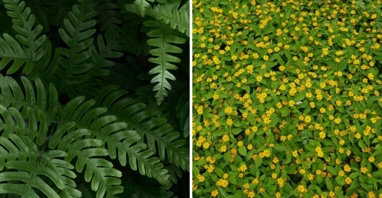 Native Virginia Ground Covers That Outperform Pine Straw At Keeping Weeds Out