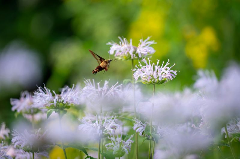 Native Vs. Store-Bought Varieties Of Wild Bergamot
