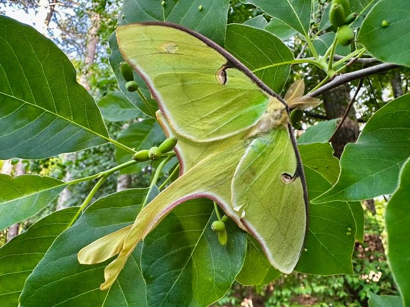 Native Walnut Growth Provides Important Host Foliage Native Walnut Growth Provides Important Host Foliage