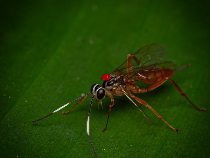 Native Wasps Support Natural Pest Control
