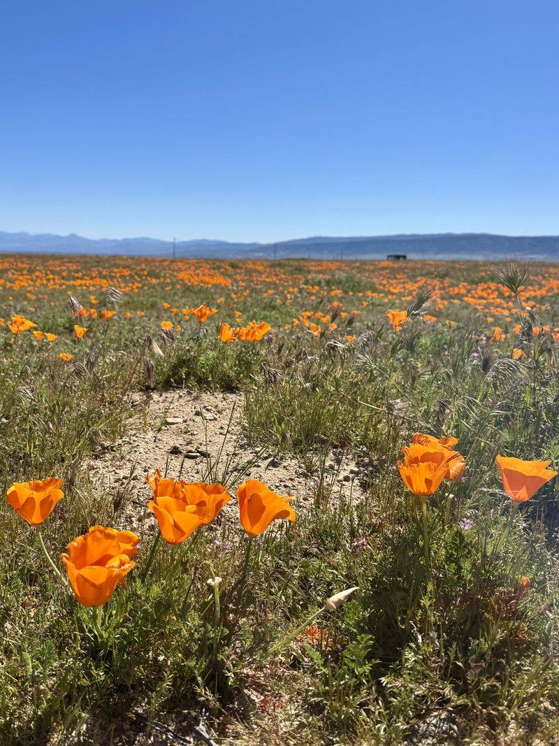 Native Wildflowers Need Little Fertilizer Native Wildflowers Need Little Fertilizer
