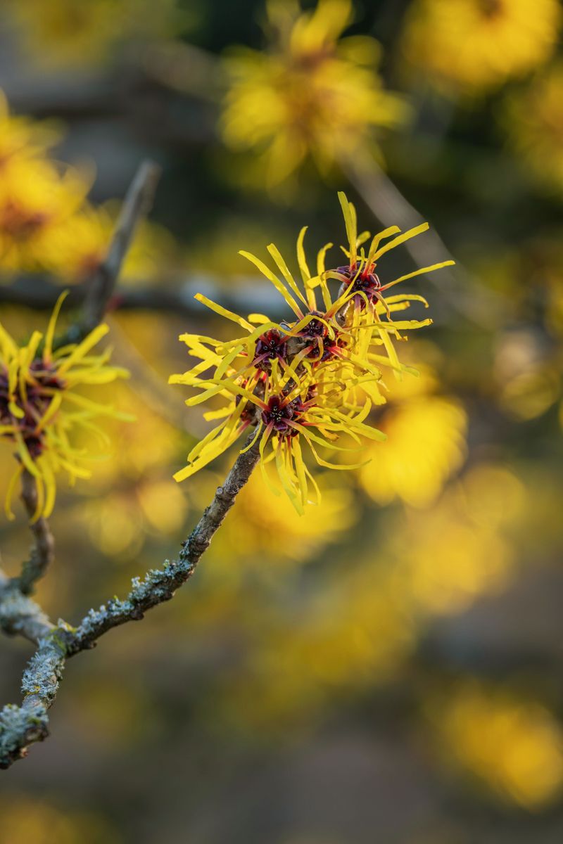 Native Wildlife Depends On Witch Hazel More Than You Might Expect