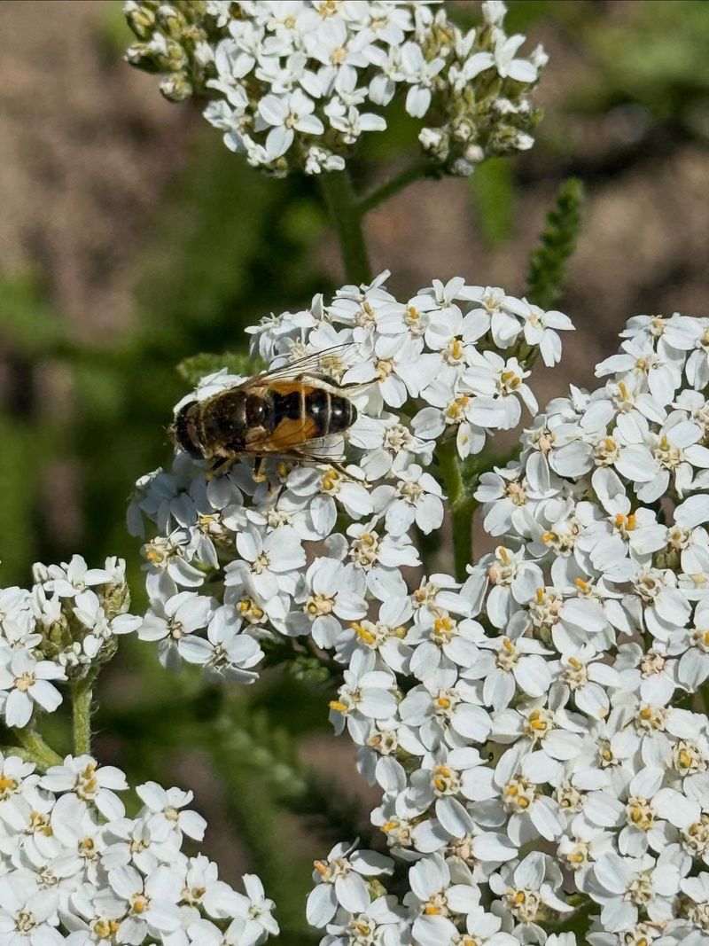 Native Yarrow Supports Michigan's Entire Beneficial Insect Food Web