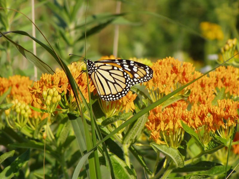 Natives In Harmony Helps You Build A Habitat Not Just A Garden Natives In Harmony Helps You Build A Habitat Not Just A Garden