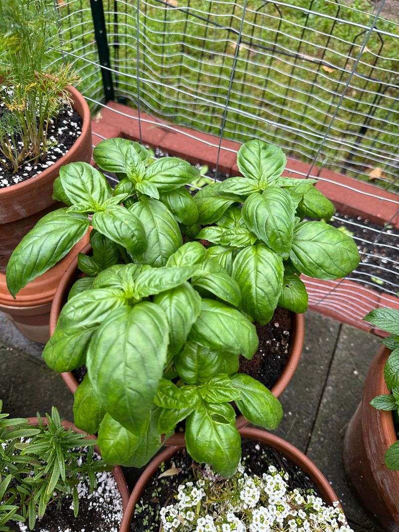 Natural Antibacterial Properties Come With Every Harvest