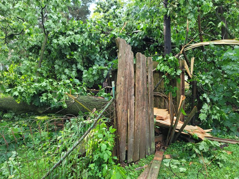 Natural Debris Is Different From Tree Damage Natural Debris Is Different From Tree Damage