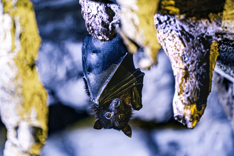Natural Factors That Attract Bats to Your Specific Yard Each Evening