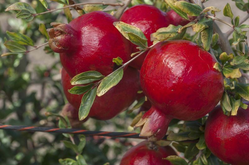 Natural Fruit Thinning Can Happen Early Natural Fruit Thinning Can Happen Early