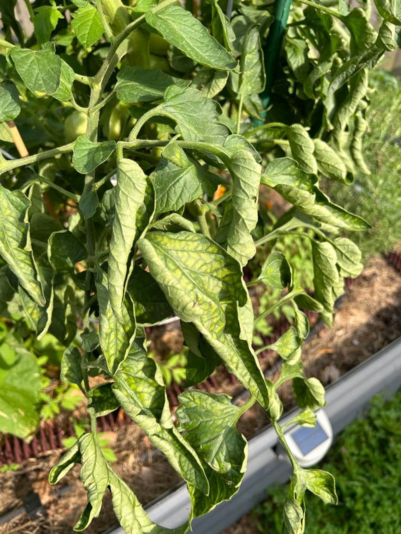 Natural Leaf Roll Looks Alarming