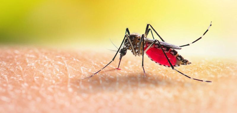 Natural Mosquito Repellent
