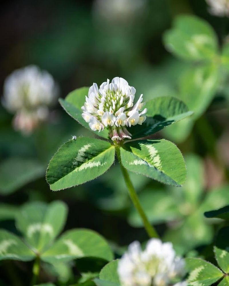Natural Nitrogen Fertilization Right From Your Soil Natural Nitrogen Fertilization Right From Your Soil