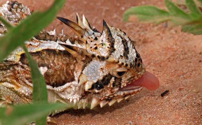 Natural Pest Control At Work