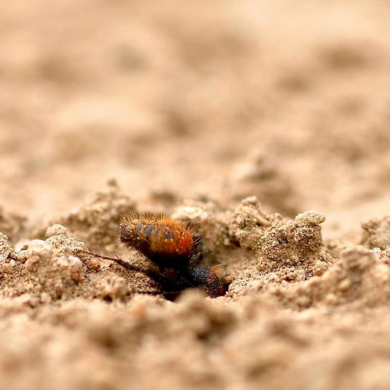 Natural Pest Control At Work