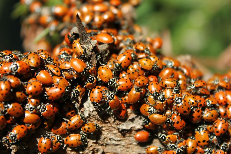 Natural Pest Control Is Actively At Work