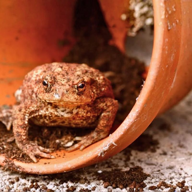 Natural Pest Control Is On Duty