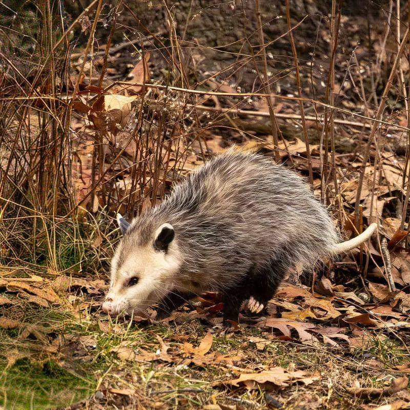 Natural Pest Control