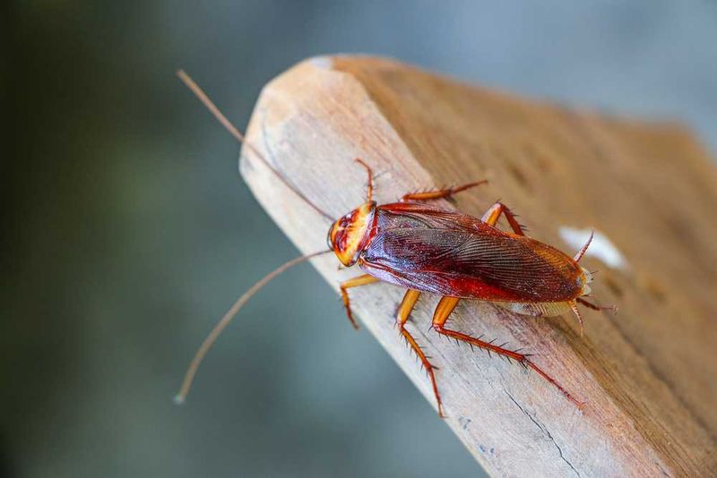 Natural Pest Deterrent: Why Rats And Roaches Hate This Plant Natural Pest Deterrent: Why Rats And Roaches Hate This Plant