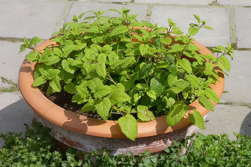 Natural Pest Repellent