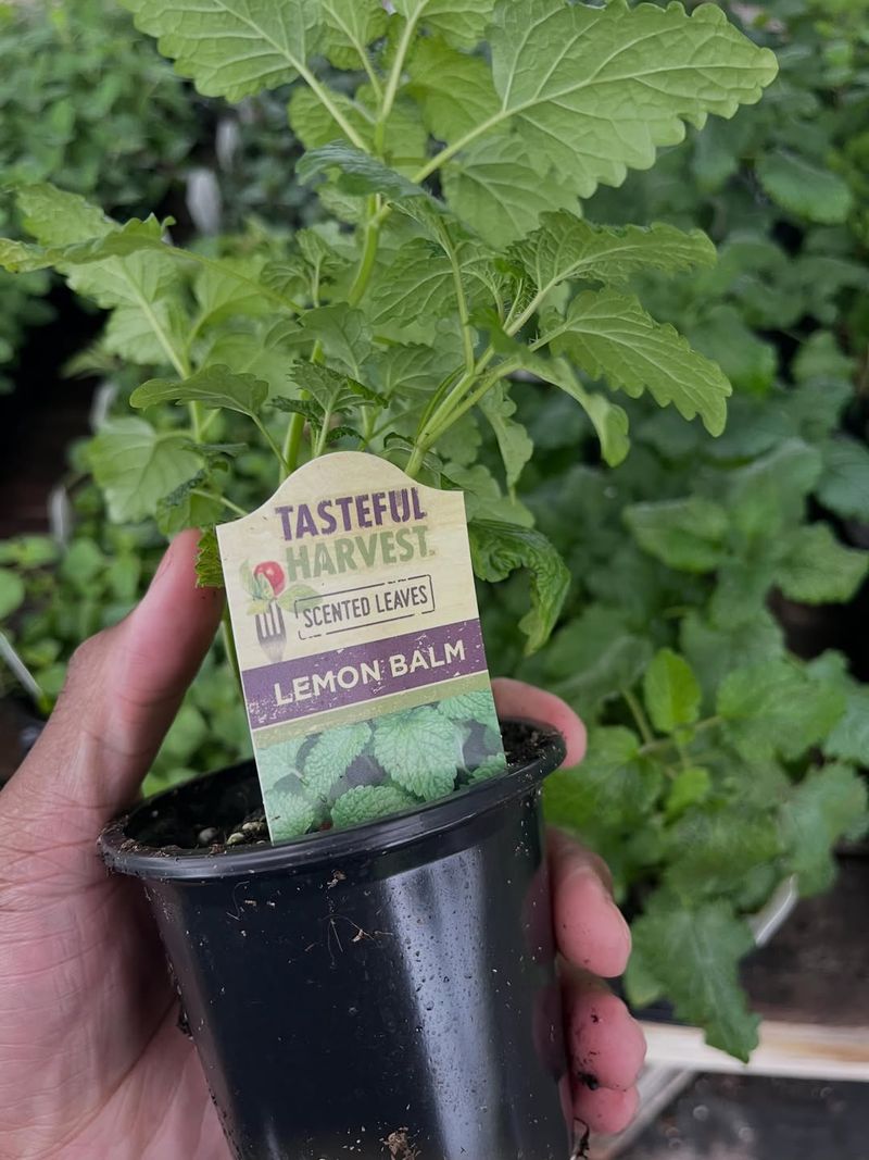 Natural Pest Repellent Natural Pest Repellent