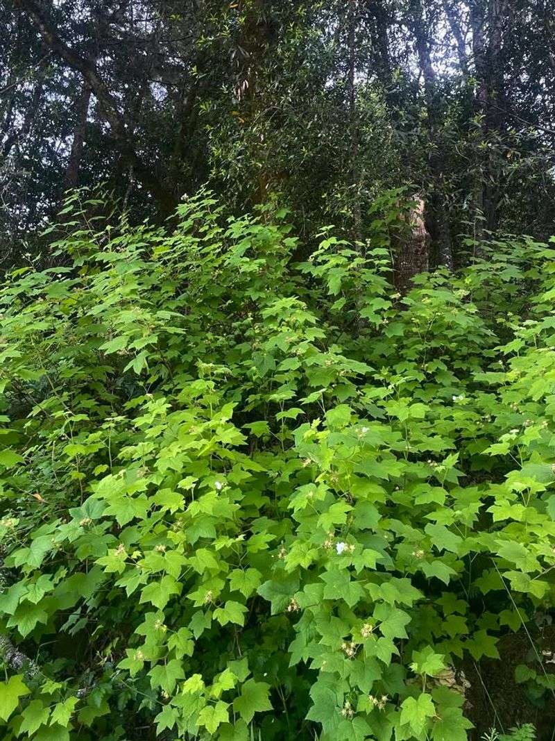 Natural Spreading Habit That Builds Your Border Over Time Natural Spreading Habit That Builds Your Border Over Time