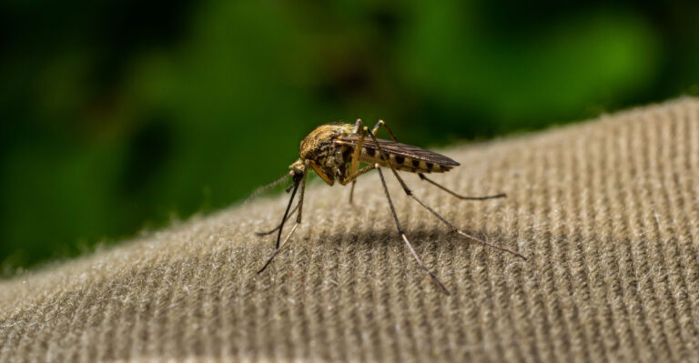 Natural Ways To Control Mosquitoes In Your Arizona Backyard This Summer