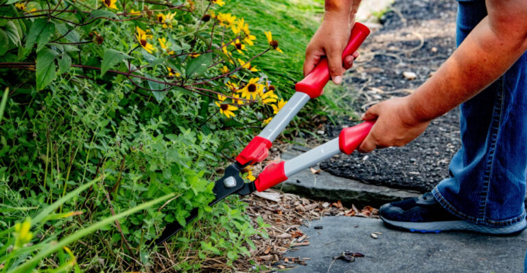 Natural Ways To Repel Ticks From Your Florida Yard That Actually Work