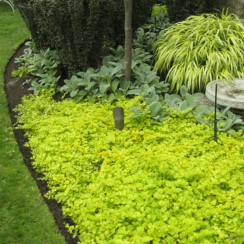 Natural Weed Suppression Without Chemicals