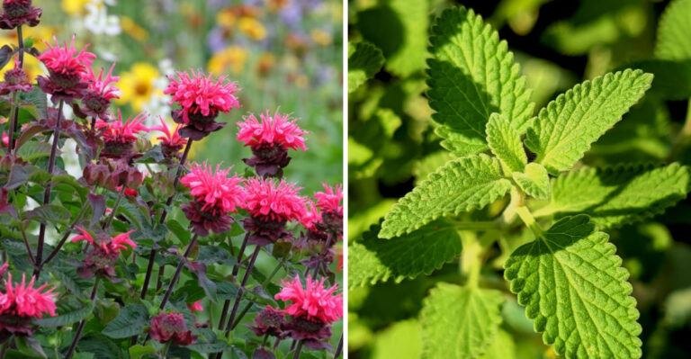 Naturally Deter Mosquitoes And Gnats With These 8 Mississippi Plants