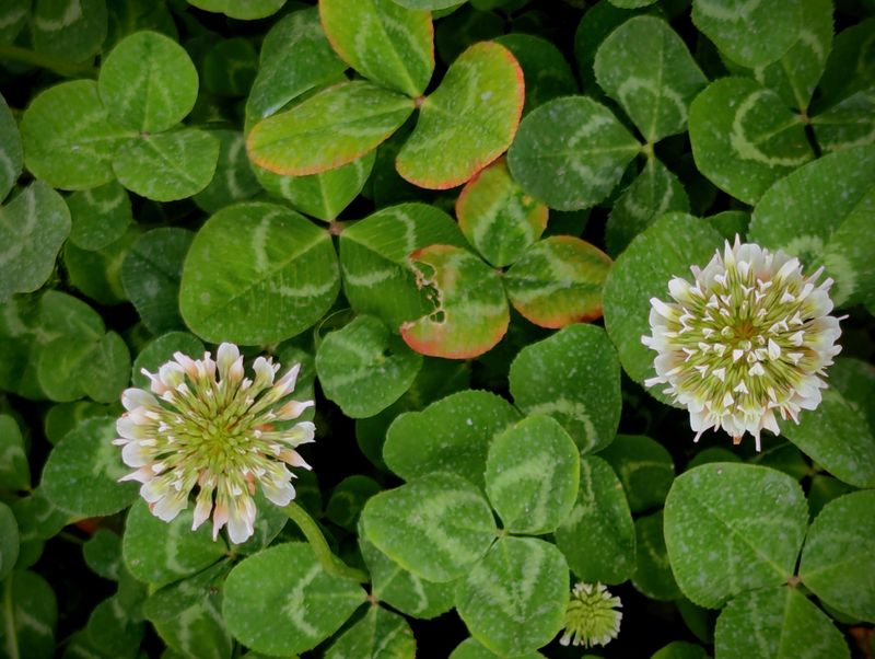 Naturally Fixes Nitrogen In Your Soil Naturally Fixes Nitrogen In Your Soil