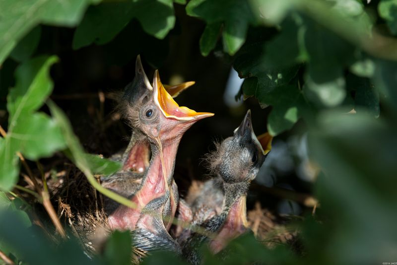 Nature's Late-Nesting Timing Is Underway Nature's Late-Nesting Timing Is Underway