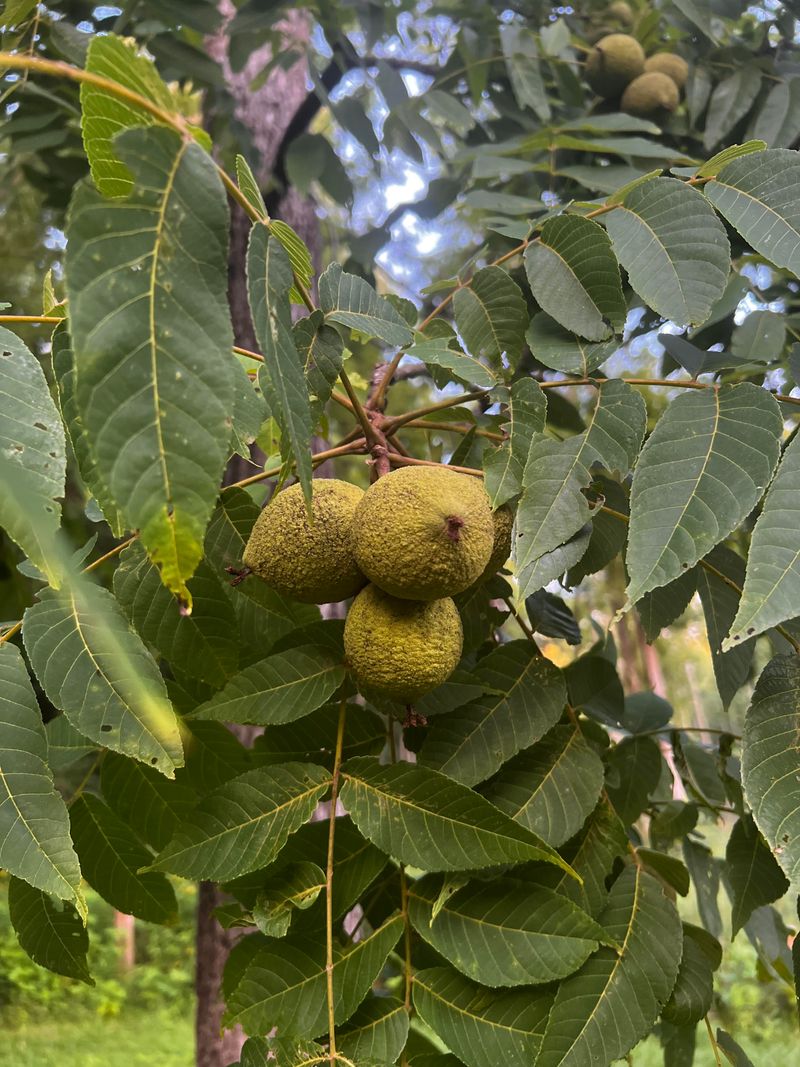 Near Black Walnut Trees Where Juglone Silently Affects Plants Near Black Walnut Trees Where Juglone Silently Affects Plants
