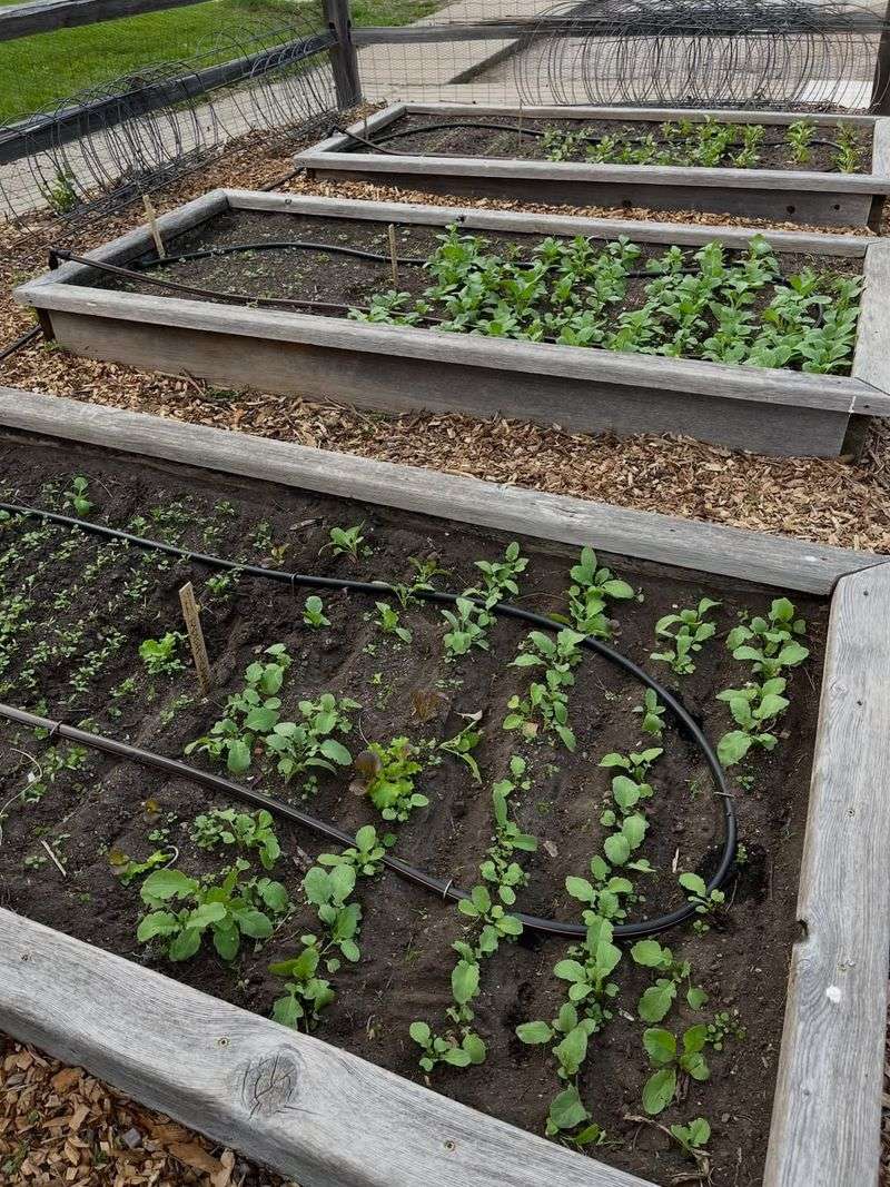 Near Drip Lines Or Overwatered Spots Near Drip Lines Or Overwatered Spots