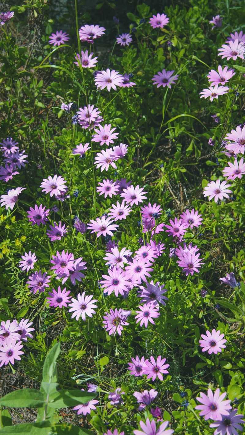 Nearby Flowering Plants Are Drawing Them In Nearby Flowering Plants Are Drawing Them In