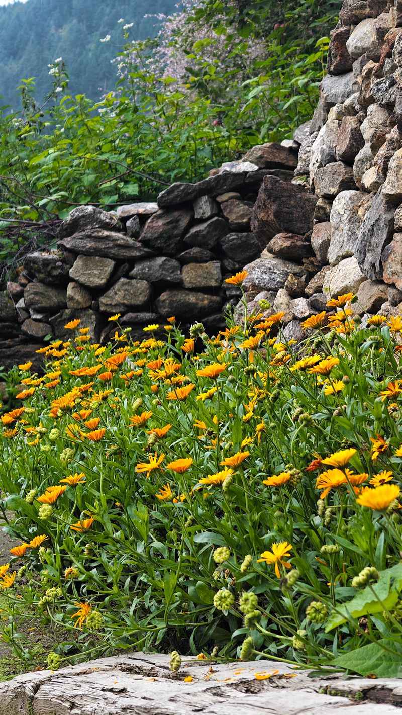 Nearby Flowers Attract Them Too