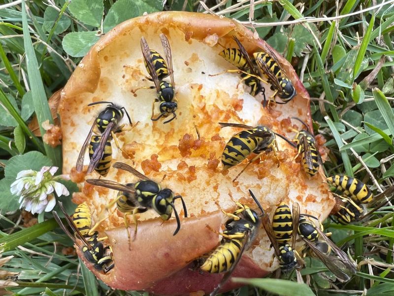 Nearby Food Or Garbage Is Pulling Them Toward Your Yard