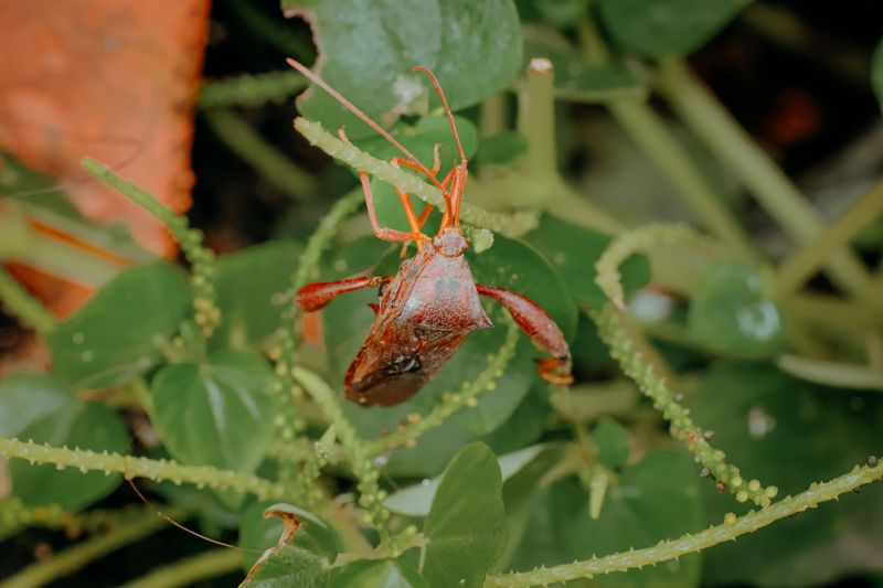 Nearby Gardens May Be Harboring Large Populations