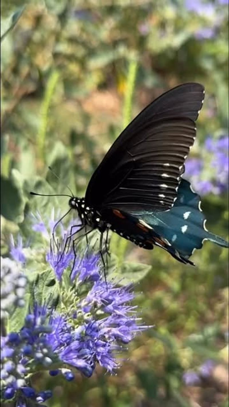 Nearby Habitat Loss Can Affect Backyard Numbers Nearby Habitat Loss Can Affect Backyard Numbers