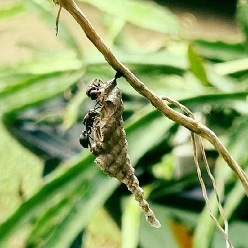 Nearby Insects Are Feeding The Nest Nearby Insects Are Feeding The Nest