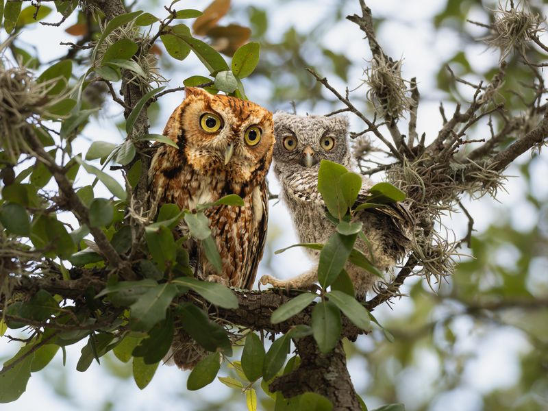 Nearby Parks Or Wooded Areas May Be Part Of Its Territory Nearby Parks Or Wooded Areas May Be Part Of Its Territory